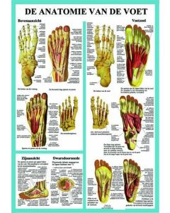 Poster anatomie van de voet - groot
