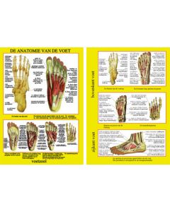 Poster anatomie van de voet - klein
